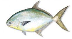 Florida Pompano